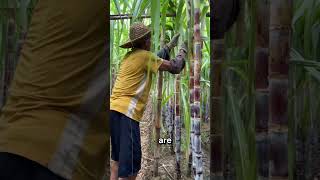 Growing Sugarcane from Cuttings [upl. by Warga]