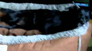 Orvis Dog Bed Review [upl. by Reltuc686]