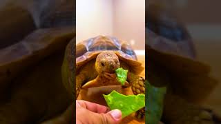 A Cute Tortoise enjoys his Food  Its a Fact [upl. by Jahn]