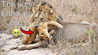 The pride lion killed its cub amp its mother could not save it kruger national park  latest sightings [upl. by Ellehc]