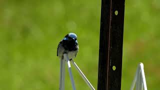 Male Fairy Wren Closeup [upl. by Dias626]