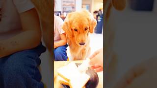 Animal funny videos 2024 shorts dog funnyanimals [upl. by Swift]