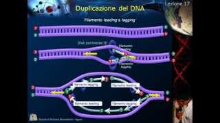 Citologia  Lezione 17 Duplicazione del DNA [upl. by Tosch]