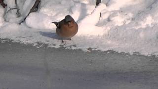 Chaffinches in wintertime  Vinken in de winter [upl. by Dekow902]