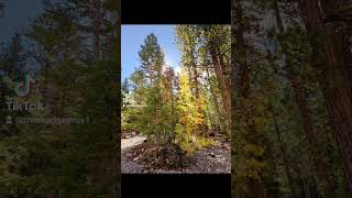 Foxtail Spring Lee Canyon Mt Charleston Fall 2024 [upl. by Darelle455]