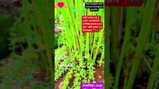 স্মার্ট এলাচ 👀🇧🇩💕🌱🫒teaktree গুরুত্বপূর্ণবয়ান mizanurrahmanazhari aboutislam farming 👀💕🌱 [upl. by Allie351]