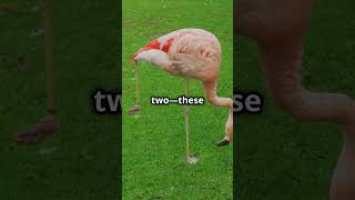 5 Extreme Facts About Flamingos You Wont Believe SclipZaps [upl. by Araem]