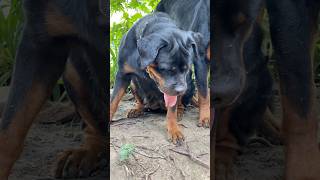 Rott with lemon 🍋🐕‍🦺😍 rottweiler trending shorts [upl. by Nevuer]