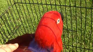 Eclectus Parrot [upl. by Airtap148]