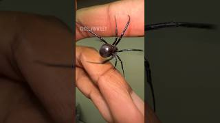 Black Widow Handling‼️ spiderinsectsbugtarantulablackwidowinvertebratesvenomentomologyfyp [upl. by Nael489]