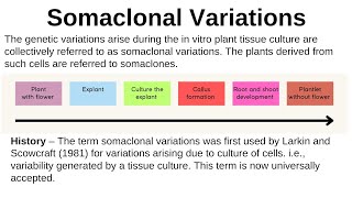 Somaclonal variation Definition History Reason application somaclone selection of somaclone [upl. by Caraviello348]