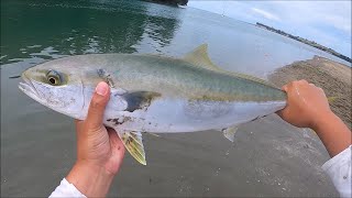 Awesome catches using live bait  NZ Fishing [upl. by Alletse]