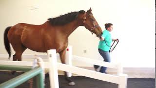 Force Plate at the Equine Research Park [upl. by Anaya]