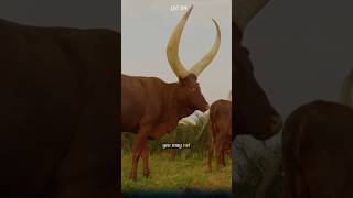 Why are Watusi cattles horns so large An interesting fact you may not know watusi cow animal [upl. by Harriott]