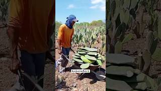 Aprenda a fazer o remédio pra combater a cochonilha ele é um inseto que acaba com sua plantação🌵 [upl. by Peirce721]