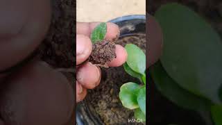 kalanchoe ke plant me pinching ke baad ka result [upl. by Massab408]