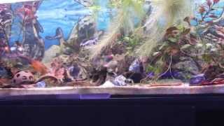 Corydoras Pygmaeus und Corydoras Habrosus [upl. by Broder134]