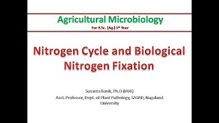 Nitrogen cycle amp Biological Nitrogen Fixation  Nitrification Denitrification  Rhizobium amp legume [upl. by Eelyma579]