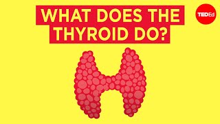 How does the thyroid manage your metabolism  Emma Bryce [upl. by Aihppa68]