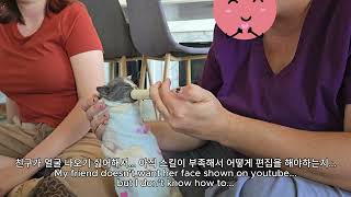 어떻게 새끼 고양이들을 돌봐야 할까요 How to take care kitten without mom [upl. by Bega472]