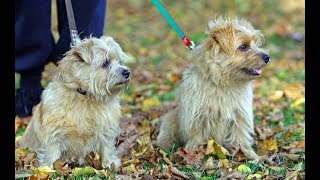 Norfolk Terrier [upl. by Eimme]