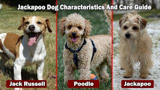 Jackapoo Dog Characteristics And Care Guide  Jack Russell Poodle Mix [upl. by Salahi924]