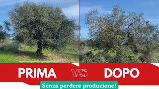 Potatura Olivo 10  Albero secolare di grandi dimensioni [upl. by Sexela]