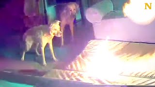 Dog Sets House On Fire 😱🔥 [upl. by Hollington]