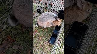 Влюбился rabbitfood bunny rabbitry animals rabbit cute cuteanimals rabbitfarming кролики [upl. by Zetnwahs]