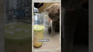 Kucing pintar diajak buat konten youtubeshorts ytshorts shortvideo [upl. by Hess322]