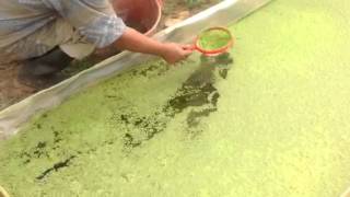 Our 1st Duckweed Harvest [upl. by Inahteb]