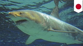 Great white shark survives just three days in captivity at Okinawa Churaumi Aquarium  TomoNews [upl. by Nnybor]