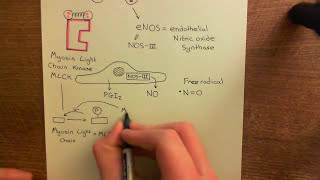 Type 1 Activation of Endothelial Cells Part 8 [upl. by Ekle868]