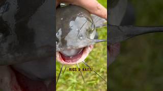 The BEST Catfishing BAITS amp RIGS shorts fishing catfish [upl. by Ferrick]