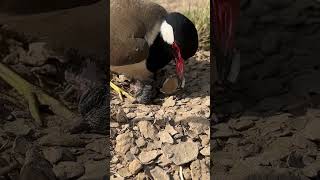 Red Wattled Lapwing Tatiri Life Style in the Desert [upl. by Ahsoyek]