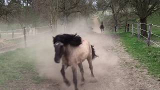 Pferdehof Birkenweiler unsere Pferde Ponys und Esel kommen von der der Weide [upl. by Bluefarb]