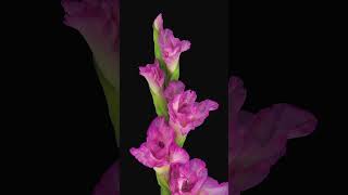 Time lapse of opening pink gladiolus flower plants gardening flowers [upl. by Einotna193]