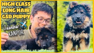 ♠️ Dr Colonel Anuraj Shukla Ji के लिए German Shepherd Long Haired Black Masked BEAST ♠️ [upl. by Saito]