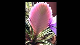 What A Beautiful Tillandsia Cyanea Flower  Shane Marlyn [upl. by Ahsimit857]