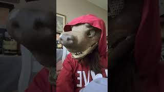 Asmr with Ollie the German shepherdmy new Dino mask [upl. by Abihsat]