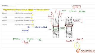 A tree girdled up to xylem may survive for sometime but ultimately dies because [upl. by Sears705]