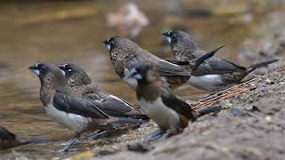 whiterumped munia or whiterumped mannikin Lonchura striata [upl. by Agnella]