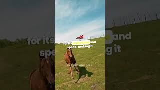 Ultimate Horse Speed Showdown pets animals facts [upl. by Lladnek]