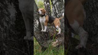 Puppys First Day at Forest School🤭🧸🐕‍🦺🔥 puppy dog pets animals beautiful world nature [upl. by Anuahs568]