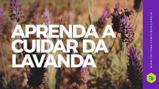 APRENDA a cuidar da LAVANDA [upl. by Imefulo]