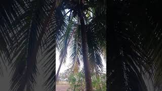 Coconut cutting in live new shorts shortvideo youtubeshorts coconut best trendingviralvideo [upl. by Darya784]