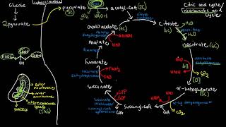 BIOCHEM 43  Krebs Cycle Citric Acid Cycle [upl. by Eanram]