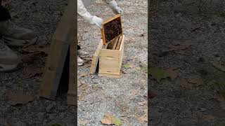 Beekeeping 5 Frame Nuc Box The Ultimate Beekeeping [upl. by Ednalrim]