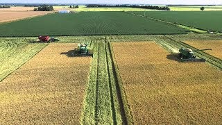 How to Harvest Rice Rice Harvest Process Rice Harvesting Rice Farming  Rice Agriculture Technology [upl. by Herson]