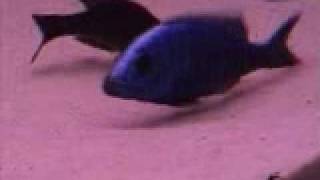 Malawi Sciaenochromis ahli cichlids breeding part 2 [upl. by Enyehc]